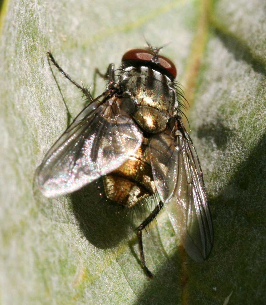 Dasyphora albofasciata ♀ e ♂ (Muscidae)